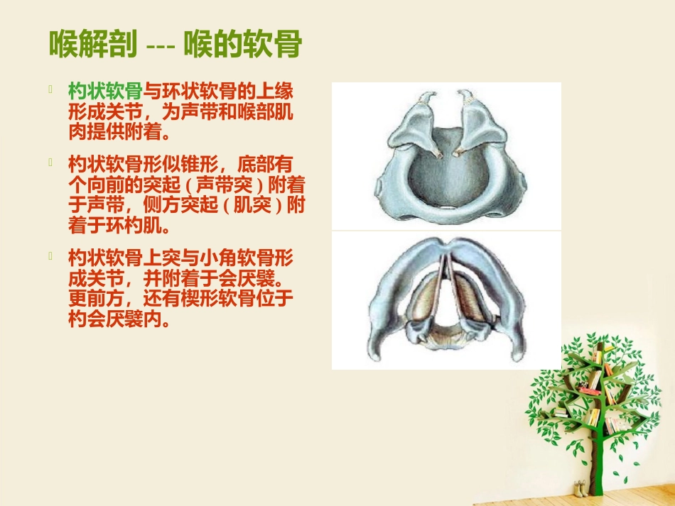 喉部解剖 ppt_第9页