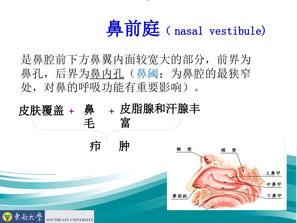鼻的应用解剖及生理PPT课件_第12页