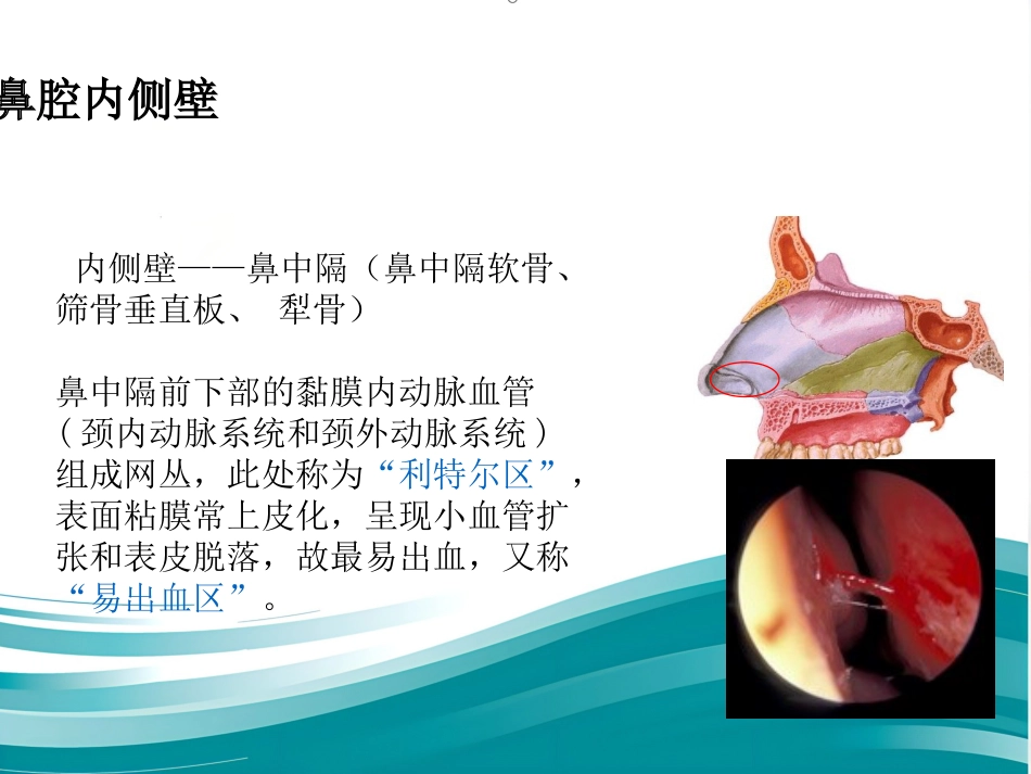 鼻的应用解剖及生理PPT课件_第14页