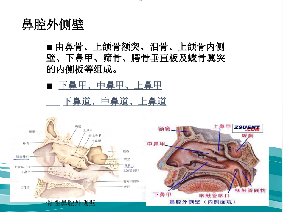 鼻的应用解剖及生理PPT课件_第15页