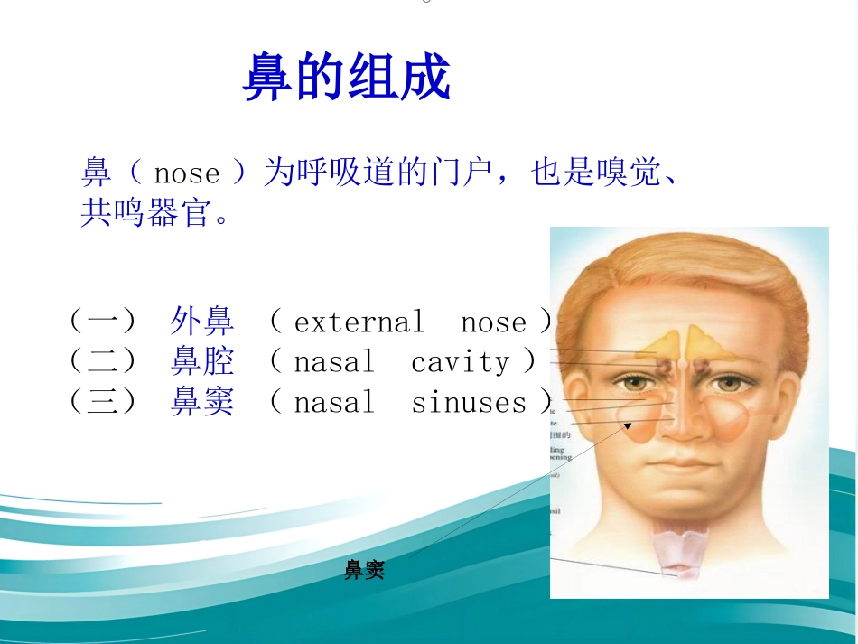 鼻的应用解剖及生理PPT课件_第2页
