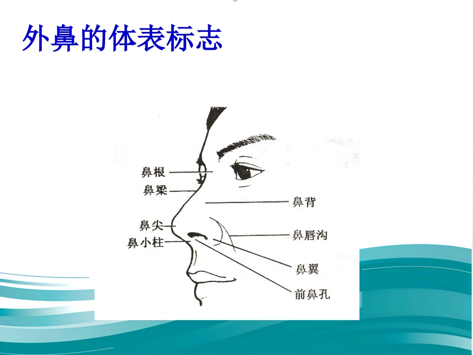 鼻的应用解剖及生理PPT课件_第3页
