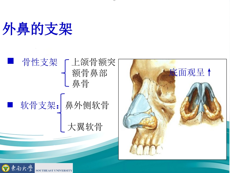 鼻的应用解剖及生理PPT课件_第5页