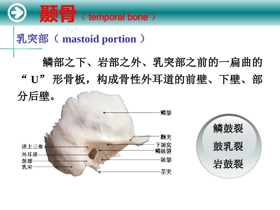 耳的解剖及生理_第11页