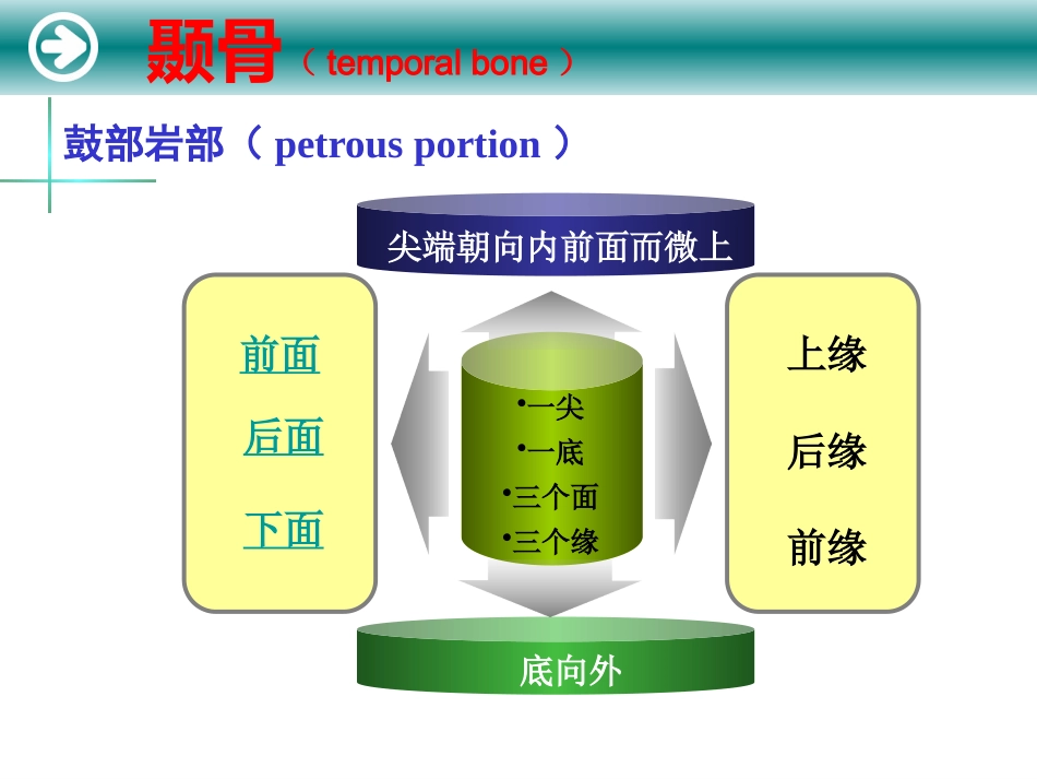 耳的解剖及生理_第14页