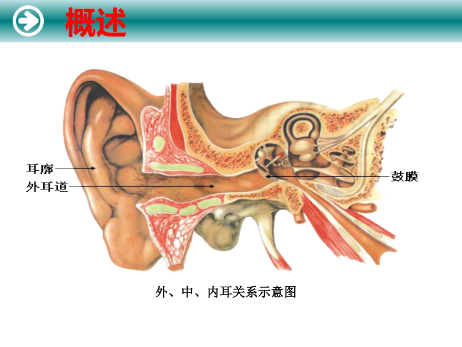 耳的解剖及生理_第3页