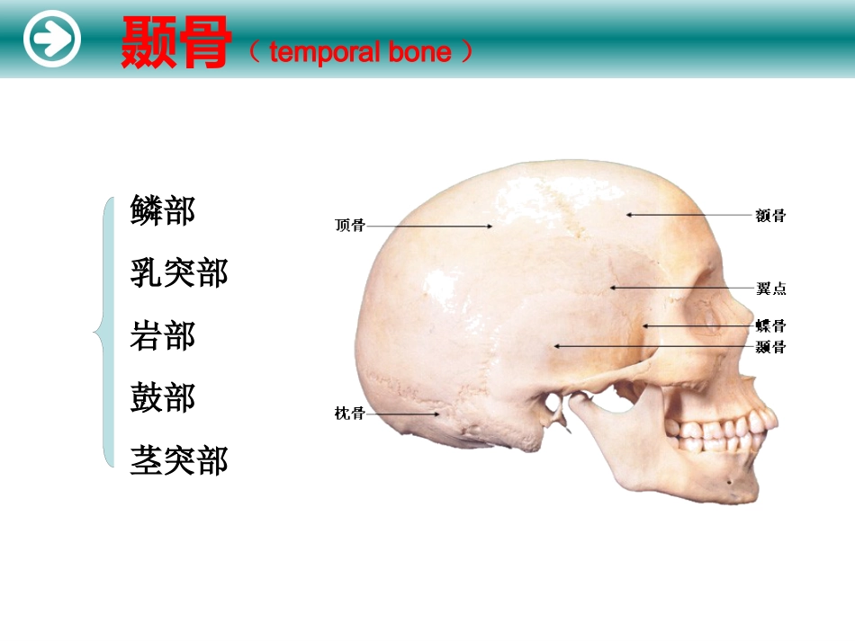 耳的解剖及生理_第4页