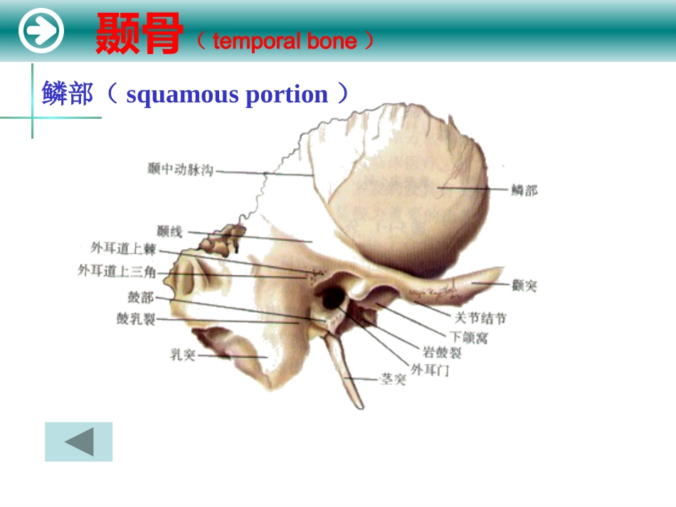 耳的解剖及生理_第6页