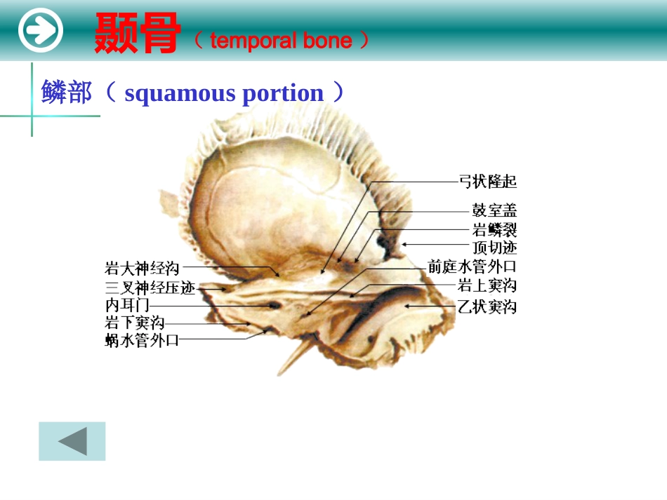 耳的解剖及生理_第7页