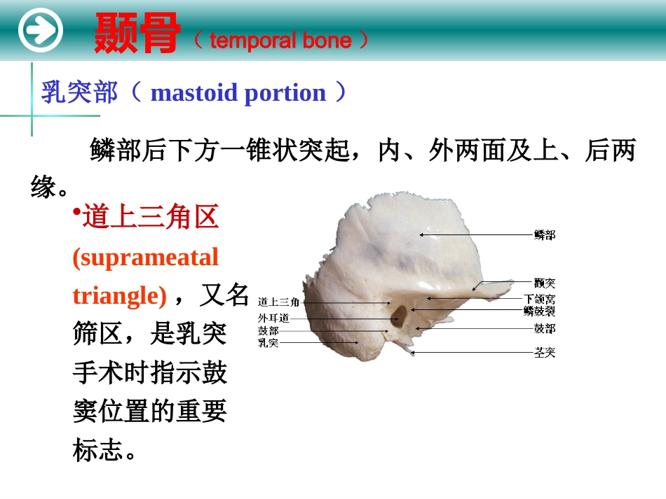 耳的解剖及生理_第8页