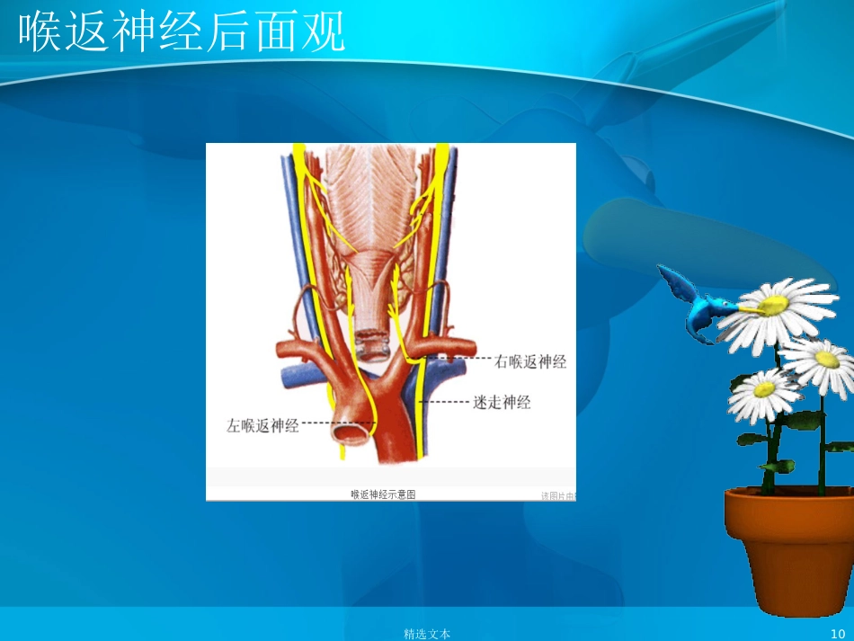 喉返神经解剖_第10页