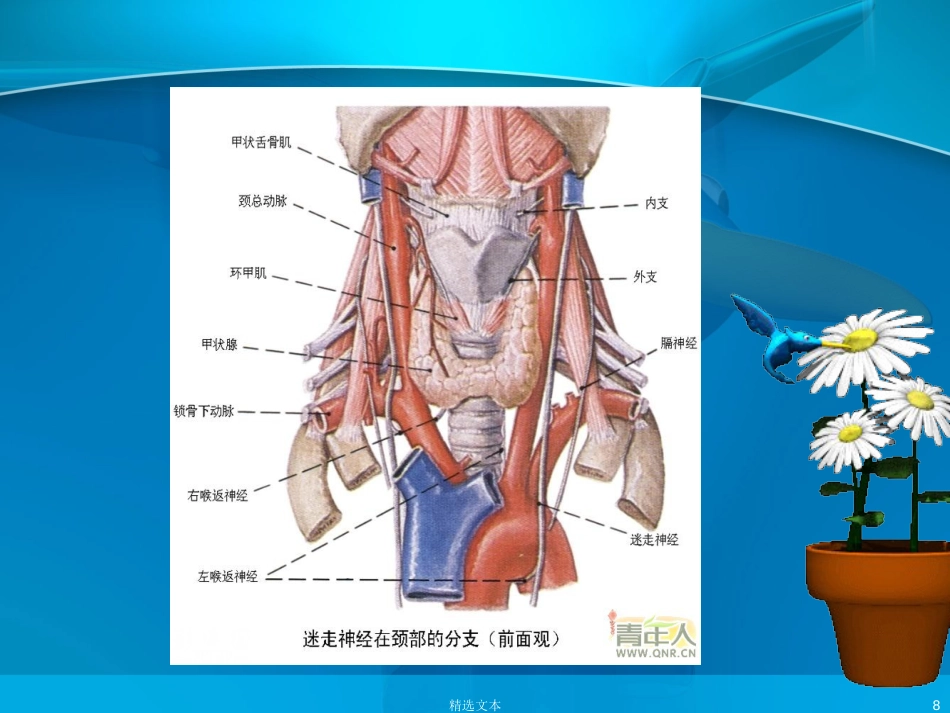 喉返神经解剖_第8页