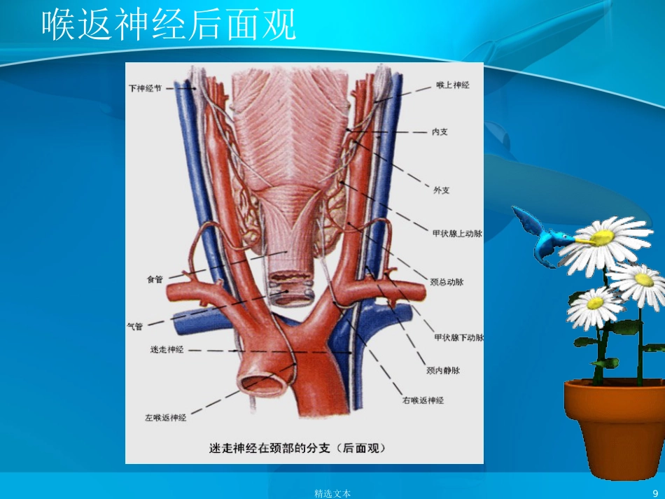 喉返神经解剖_第9页
