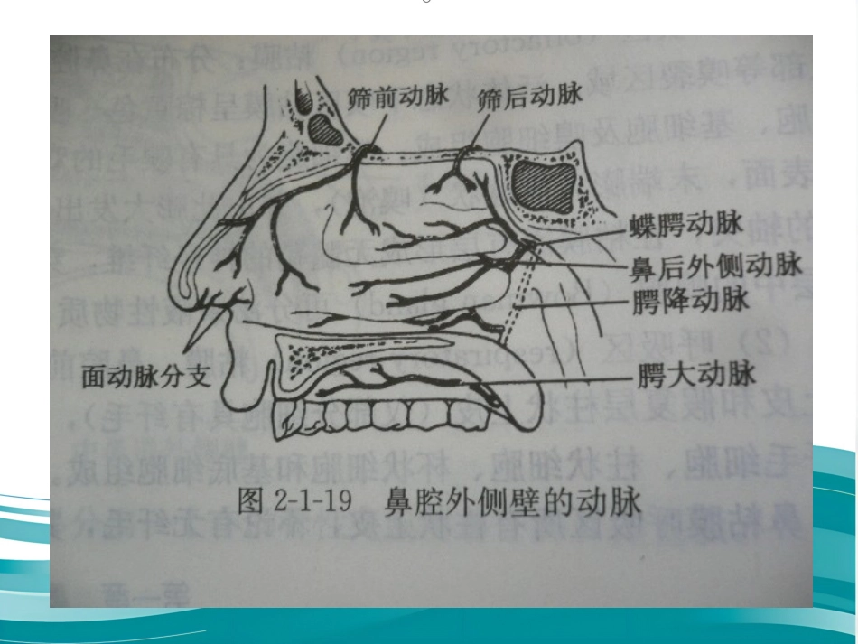 鼻衄_第14页