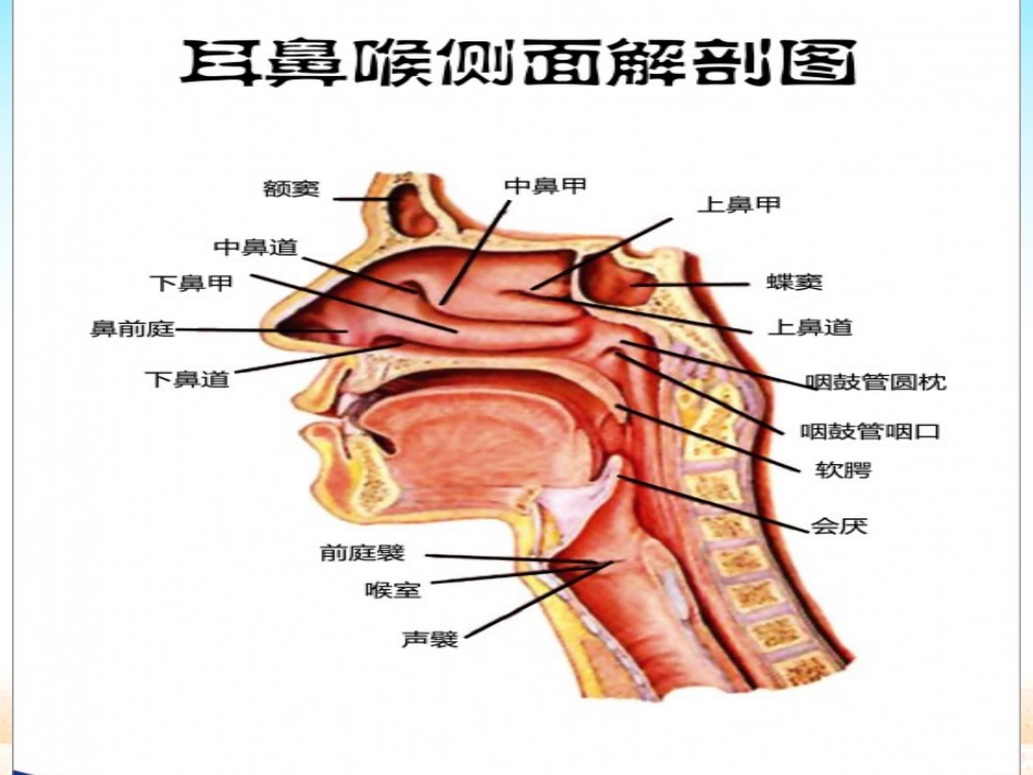 鼻窦炎患者的_第7页