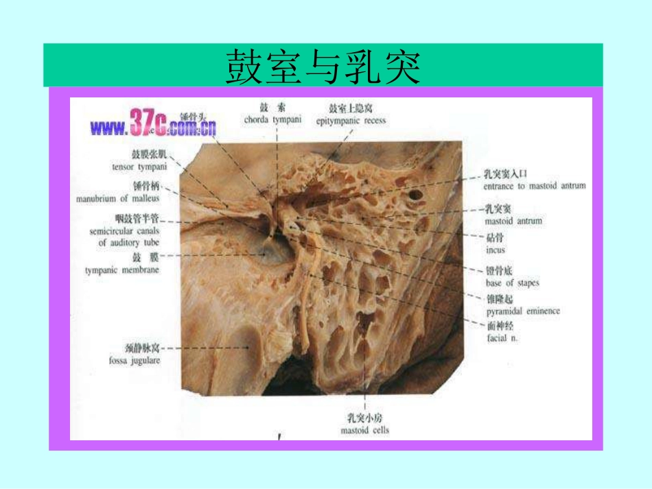 耳鼻喉科解剖_第10页