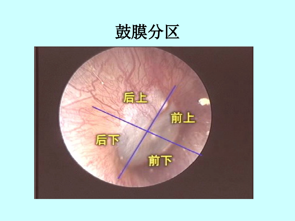耳鼻喉科解剖_第11页