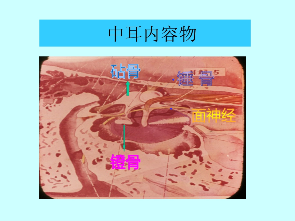 耳鼻喉科解剖_第15页