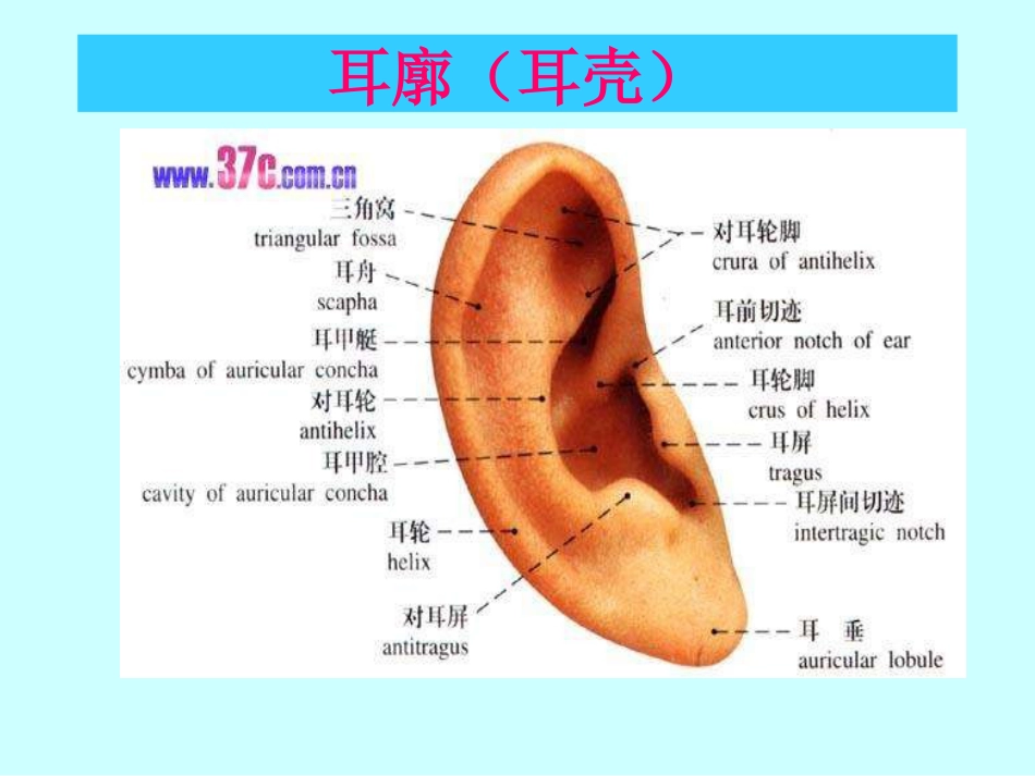 耳鼻喉科解剖_第4页