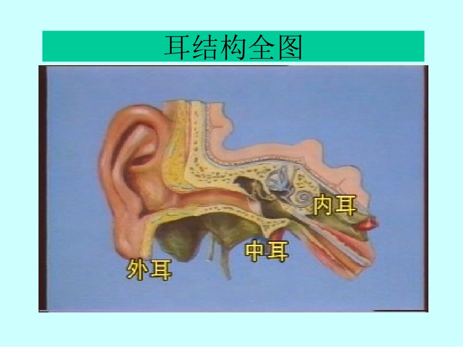 耳鼻喉科解剖_第5页