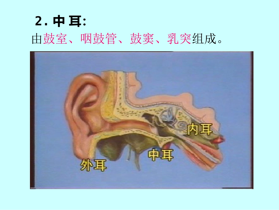 耳鼻喉科解剖_第7页