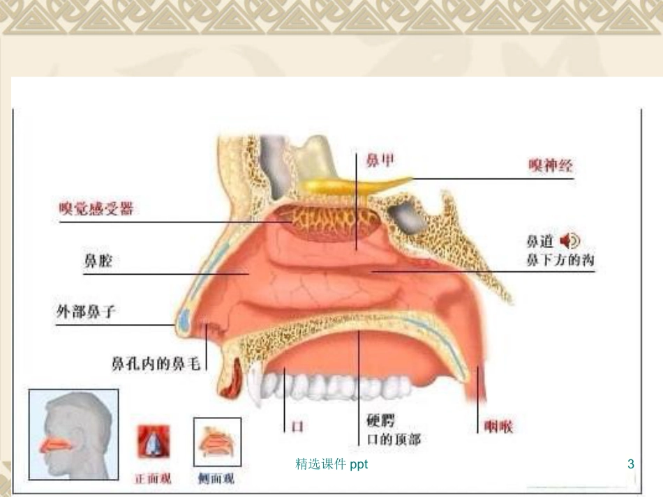 鼻炎鼻窦炎_第3页