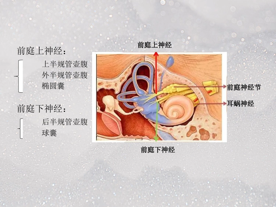 常见耳源性眩晕ppt课件_第14页