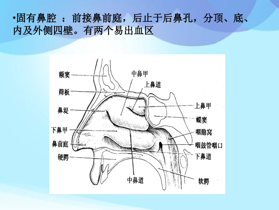 耳鼻咽喉头颈外科学耳鼻咽喉应用解剖_第10页