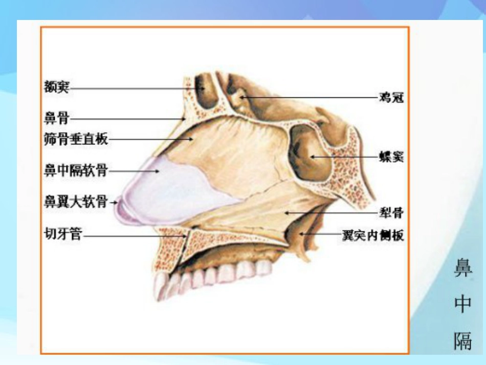 耳鼻咽喉头颈外科学耳鼻咽喉应用解剖_第12页