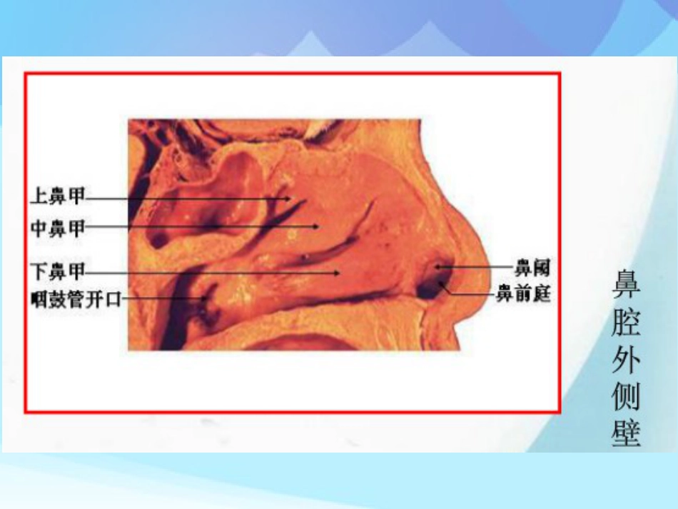 耳鼻咽喉头颈外科学耳鼻咽喉应用解剖_第13页