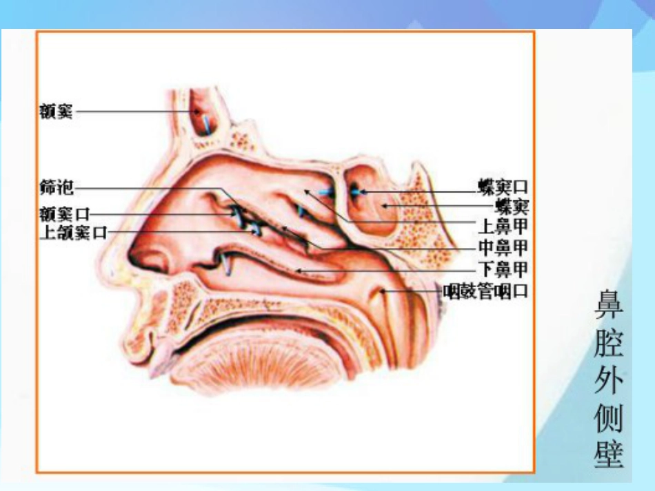 耳鼻咽喉头颈外科学耳鼻咽喉应用解剖_第14页