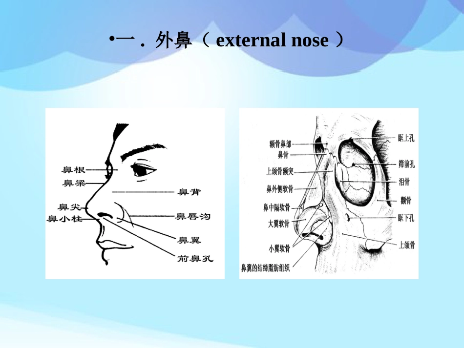 耳鼻咽喉头颈外科学耳鼻咽喉应用解剖_第4页