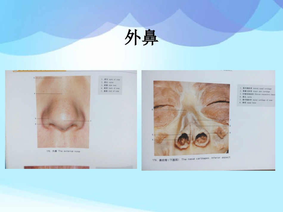 耳鼻咽喉头颈外科学耳鼻咽喉应用解剖_第5页