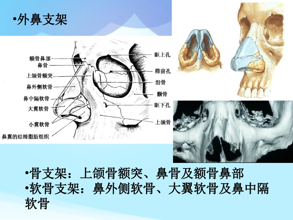 耳鼻咽喉头颈外科学耳鼻咽喉应用解剖_第7页
