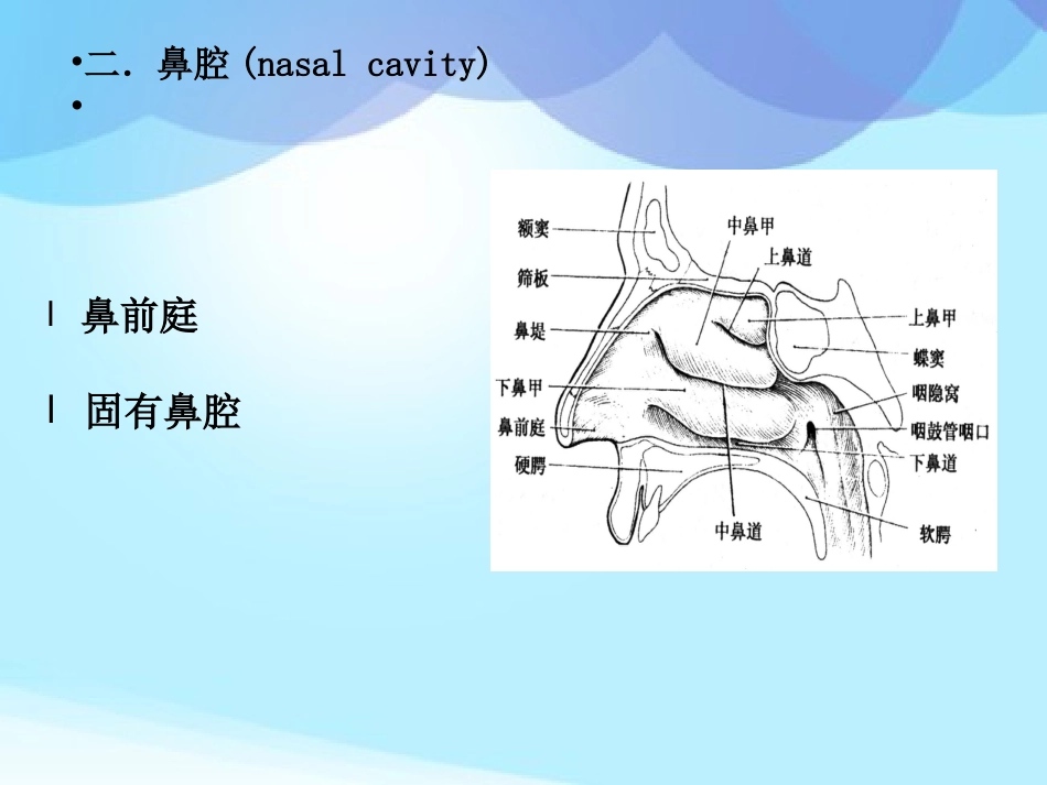 耳鼻咽喉头颈外科学耳鼻咽喉应用解剖_第8页