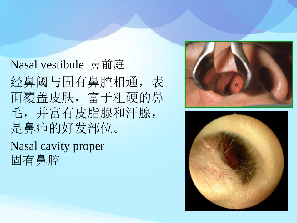 耳鼻咽喉头颈外科学耳鼻咽喉应用解剖_第9页