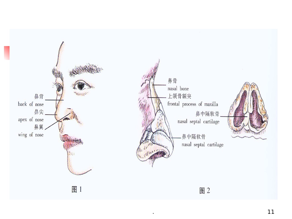 耳鼻喉科正常体格检查PPT课件_第11页