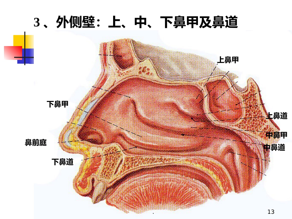 耳鼻喉科正常体格检查PPT课件_第13页
