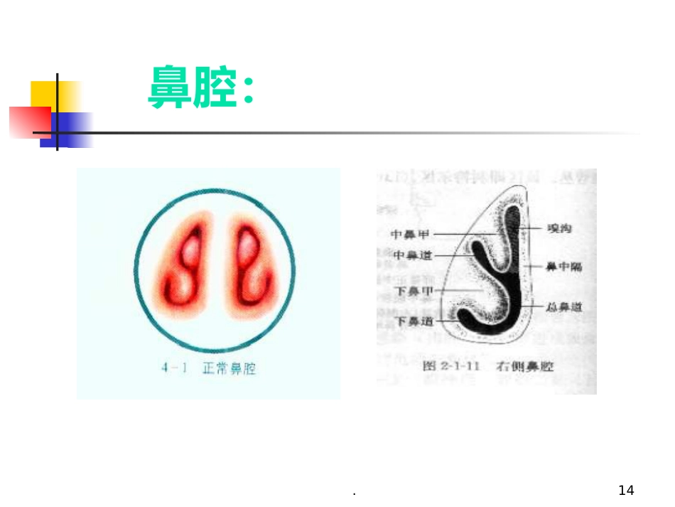 耳鼻喉科正常体格检查PPT课件_第14页
