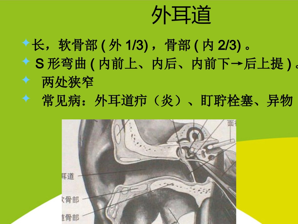 耳的应用解剖与生理PPT_第10页