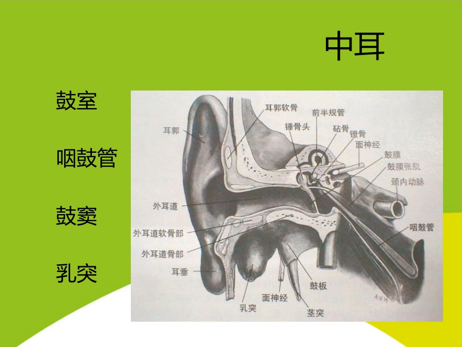 耳的应用解剖与生理PPT_第11页