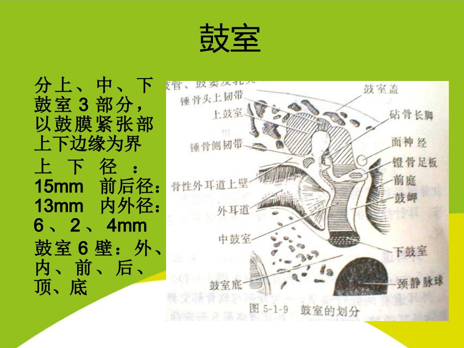 耳的应用解剖与生理PPT_第12页