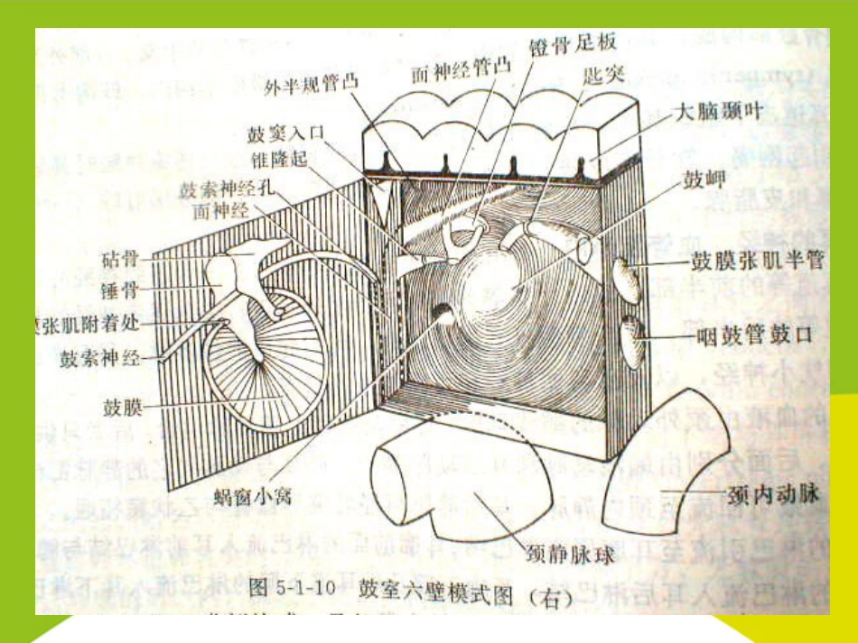 耳的应用解剖与生理PPT_第14页