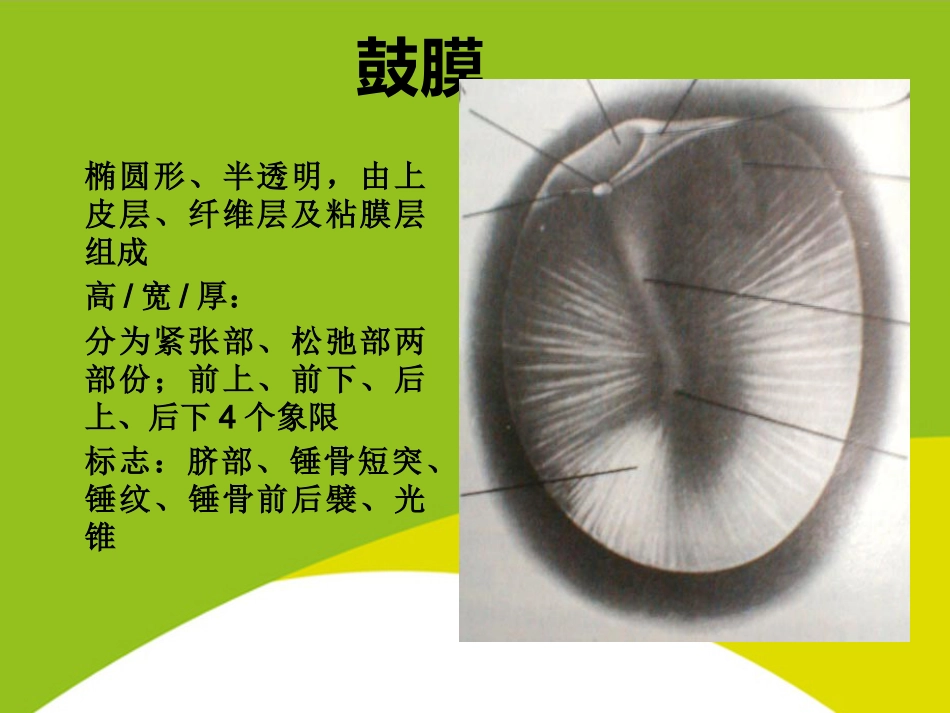 耳的应用解剖与生理PPT_第15页