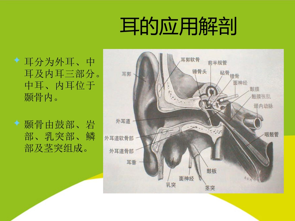 耳的应用解剖与生理PPT_第2页
