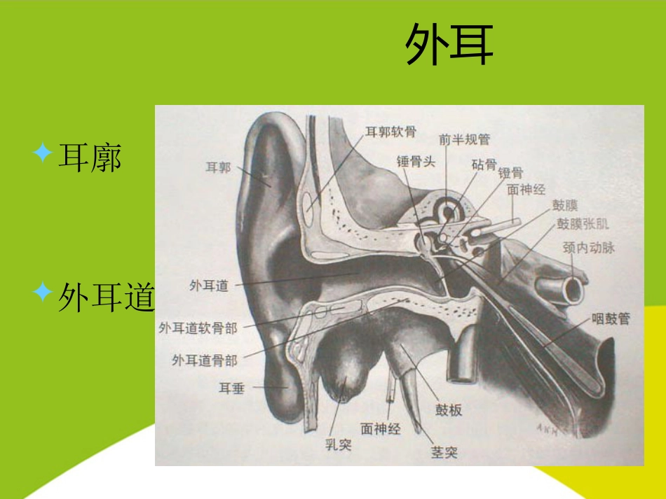 耳的应用解剖与生理PPT_第5页