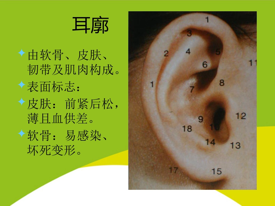 耳的应用解剖与生理PPT_第6页