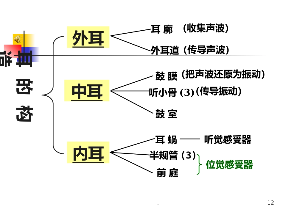 耳朵的结构及功能_第12页