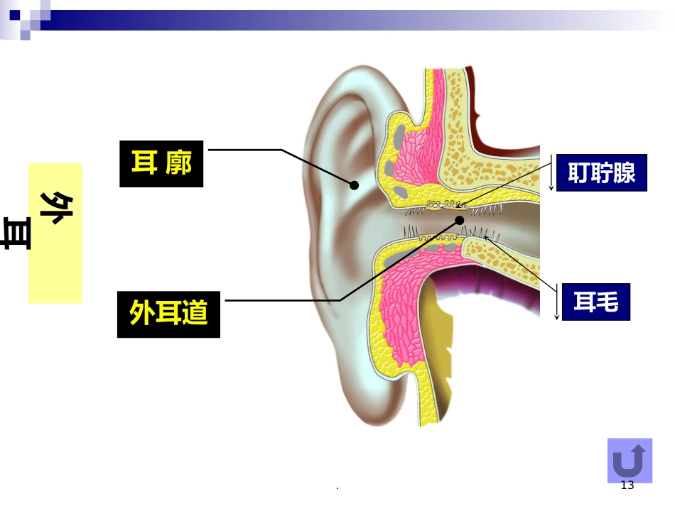 耳朵的结构及功能_第13页