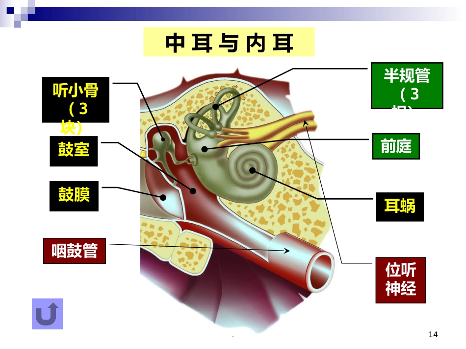 耳朵的结构及功能_第14页